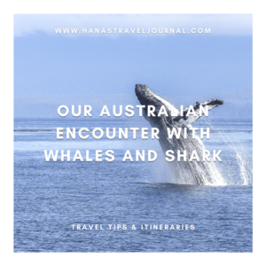 Our Australian Encounter with Whales and a Shark