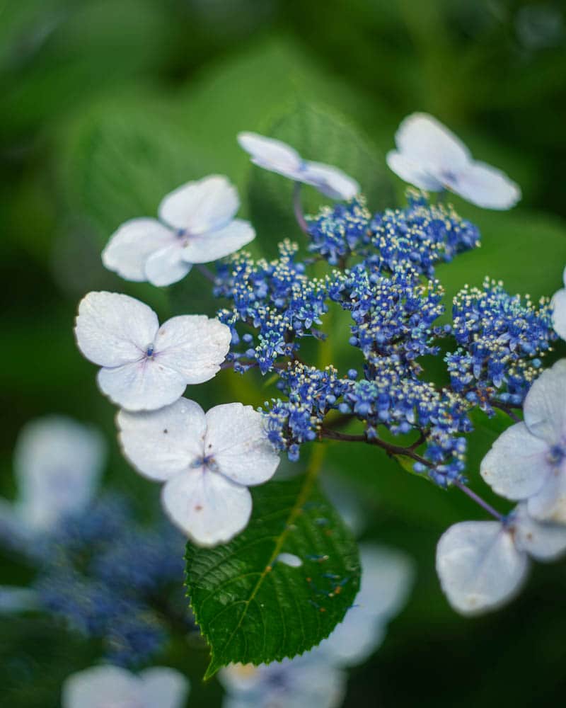 Ultimate Guide to Seasonal Flowers in Japan - Kansai Area