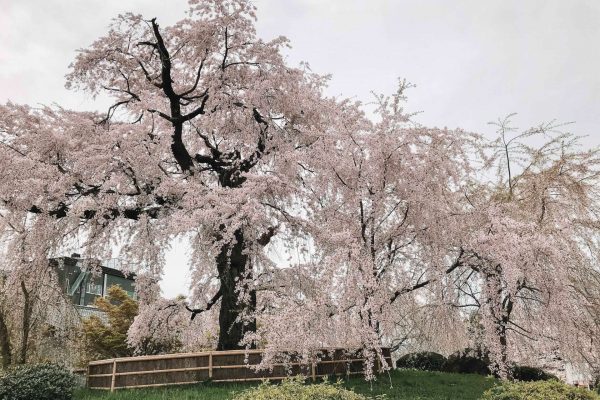 where to see cherry blossoms in kyoto
