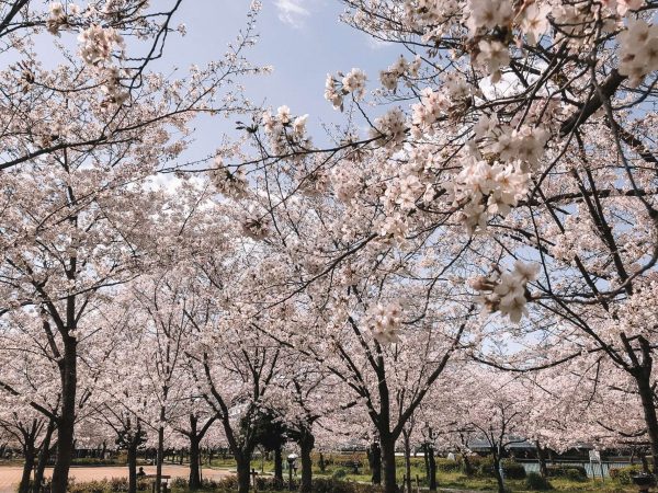 where to see cherry blossoms in osaka