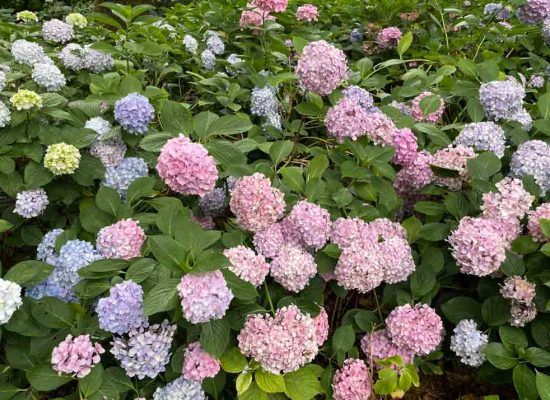 Hydrangea bushes at the entrance to the Kyuanji Temple