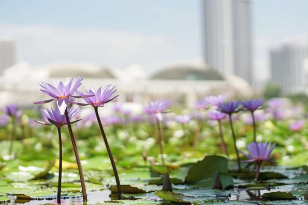 singapore 4 day itinerary